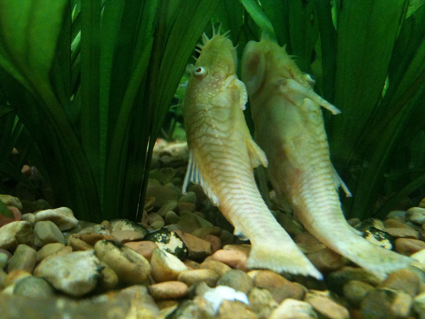 Albino Longfinned Bristlenose Pleco losing his long fins Aquarium Forum
